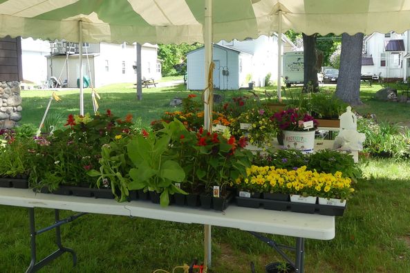 Picture of flowers at Lincoln Public Library's Annual Plant Sale.